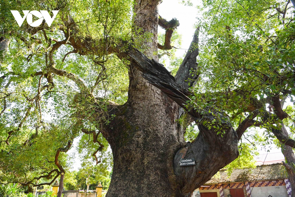 Cận cảnh cây dã hương nghìn năm tuổi hút khách du lịch ở Bắc Giang - Ảnh 5.