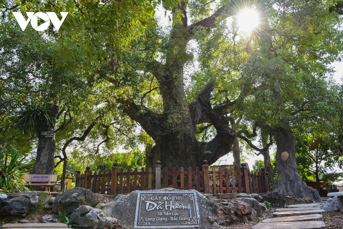 Cận cảnh cây dã hương nghìn năm tuổi hút khách du lịch ở Bắc Giang - Ảnh 2.
