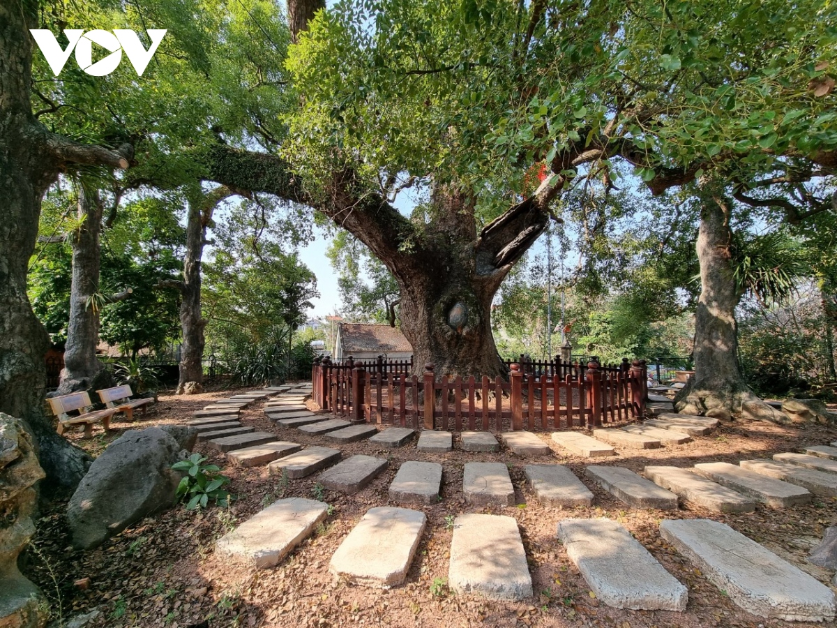 Cận cảnh cây dã hương nghìn năm tuổi hút khách du lịch ở Bắc Giang - Ảnh 8.