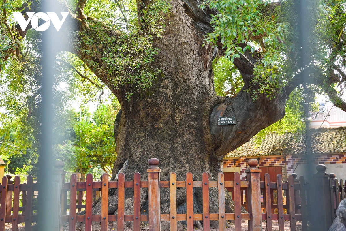 Cận cảnh cây dã hương nghìn năm tuổi hút khách du lịch ở Bắc Giang - Ảnh 3.