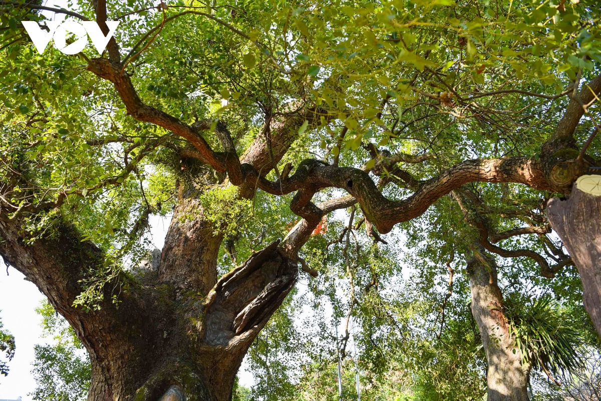 Cận cảnh cây dã hương nghìn năm tuổi hút khách du lịch ở Bắc Giang - Ảnh 9.