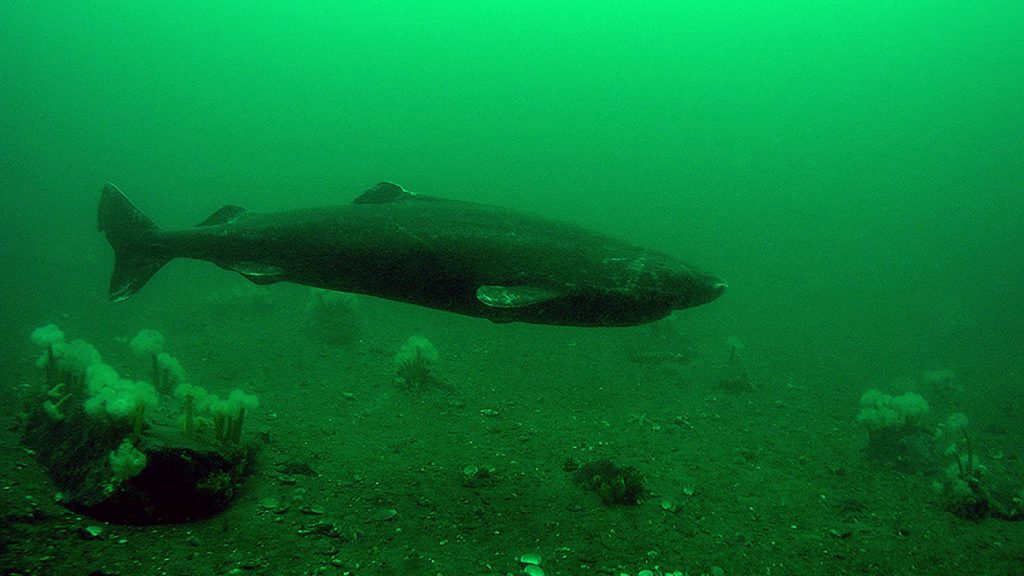 Cá mập Greenland: Một sinh vật bí ẩn và hấp dẫn đại dương - Ảnh 5.