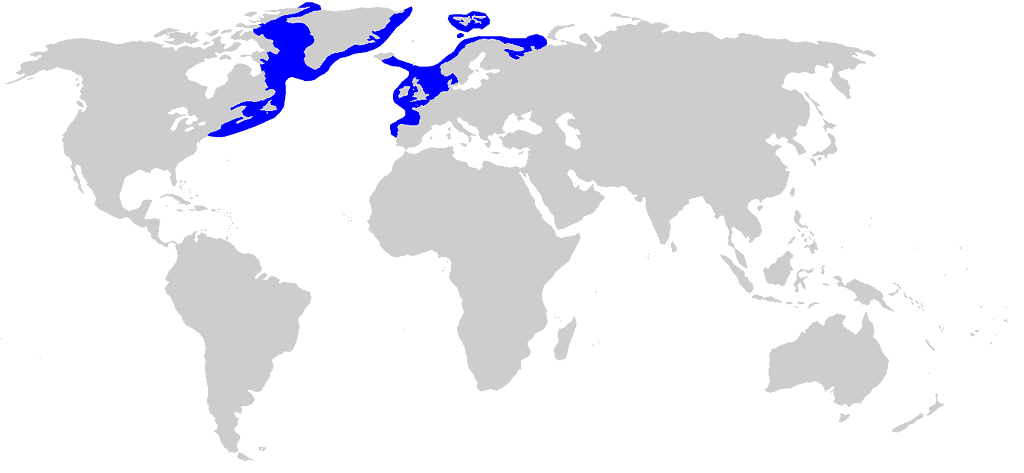 Cá mập Greenland: Một sinh vật bí ẩn và hấp dẫn đại dương - Ảnh 6.