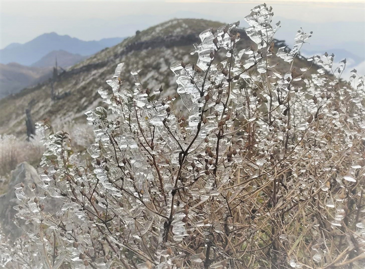 Băng tuyết phủ kín đỉnh Tà Chì Nhù ở Trạm Tấu, Yên Bái - Ảnh 4.