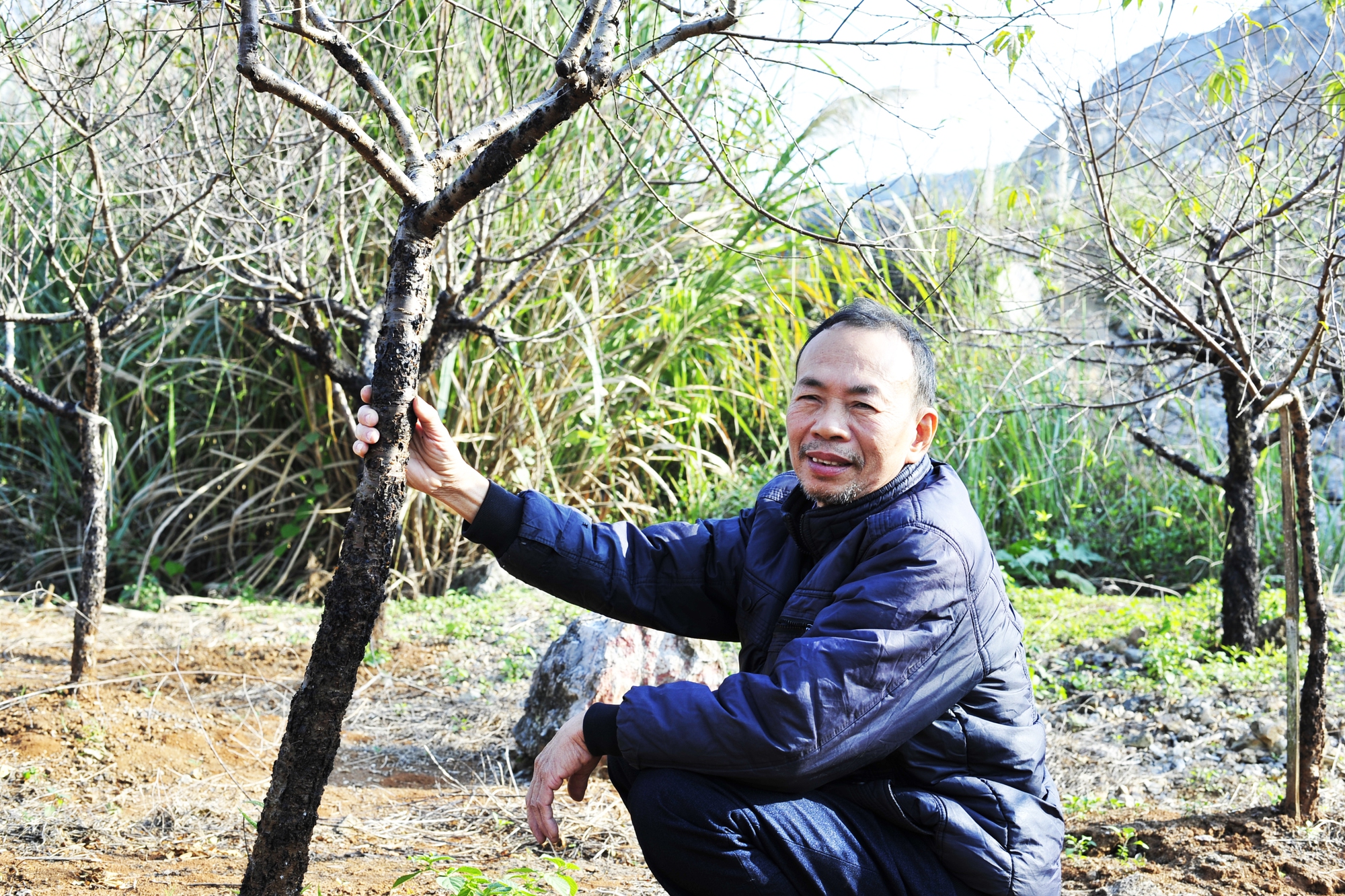 Thân cây chắc, mập