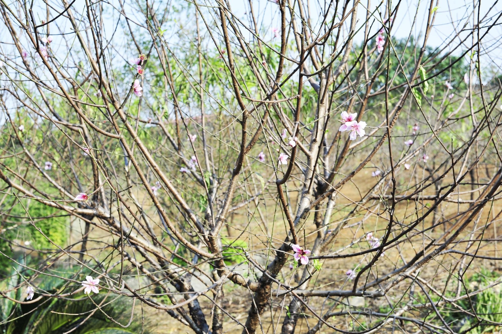 Những cây đã có hoa nở thế này sẽ được chủ vườn để lại cho năm sau