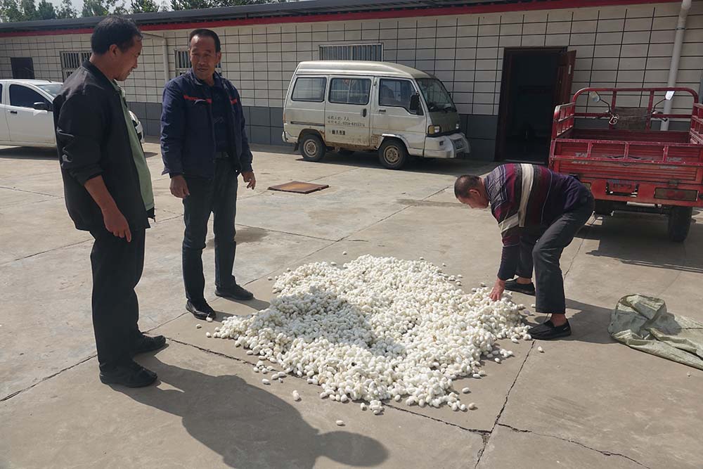 Một thị trấn ở Trung Quốc dùng loại &quot;sâu đặc biệt&quot; để hái ra tiền - Ảnh 5.