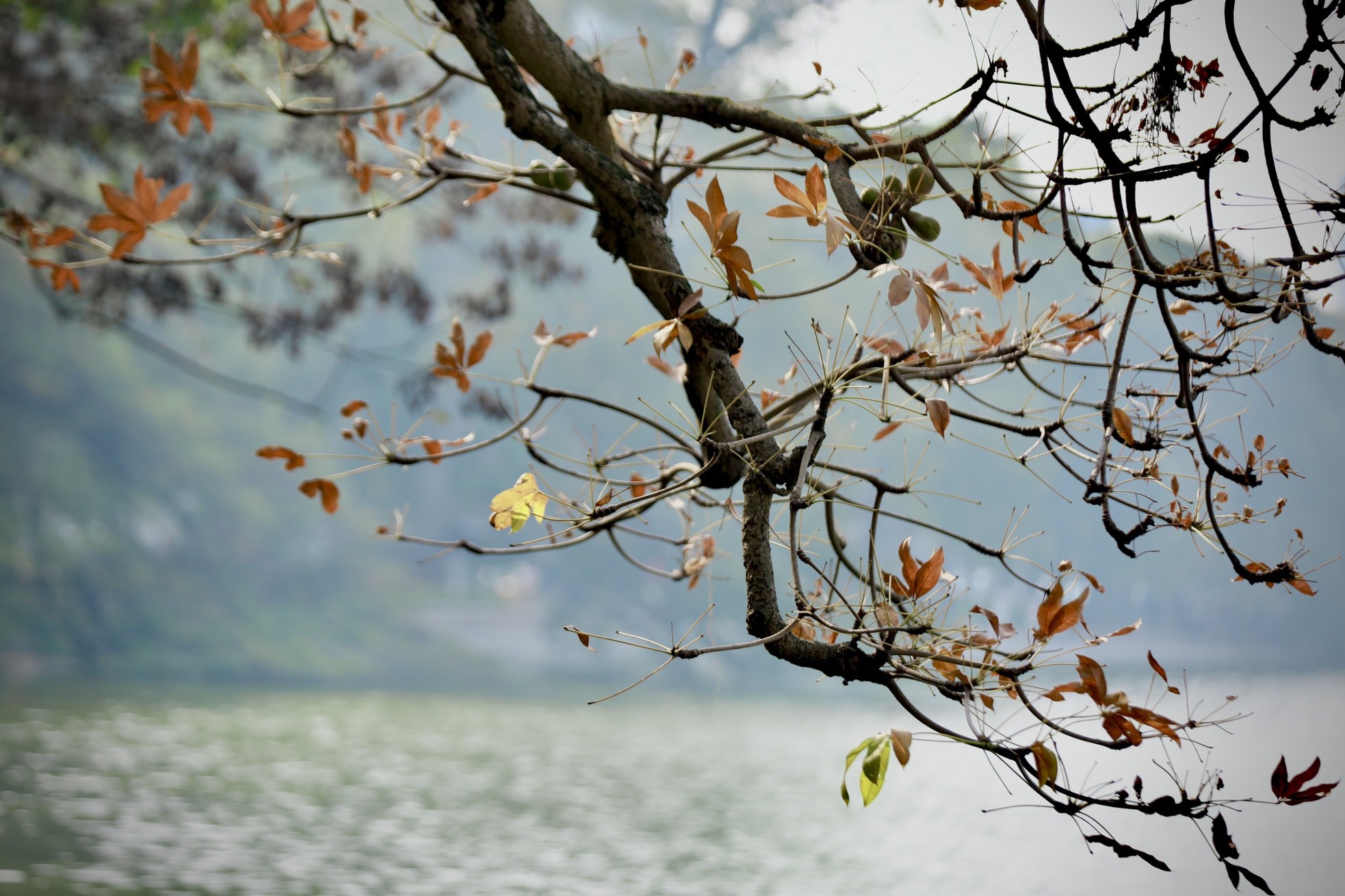 Xao xuyến vẻ đẹp Hồ Gươm khoảnh khắc giao mùa - Ảnh 2.