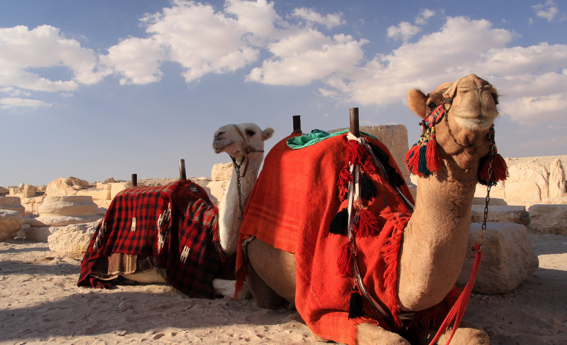 syria-camels