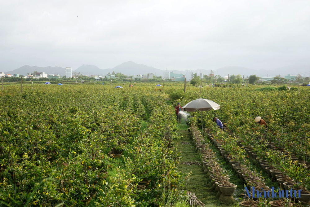 Mai 'cười', nông dân 'thủ phủ' mai vàng miền Trung khóc - Ảnh 3.