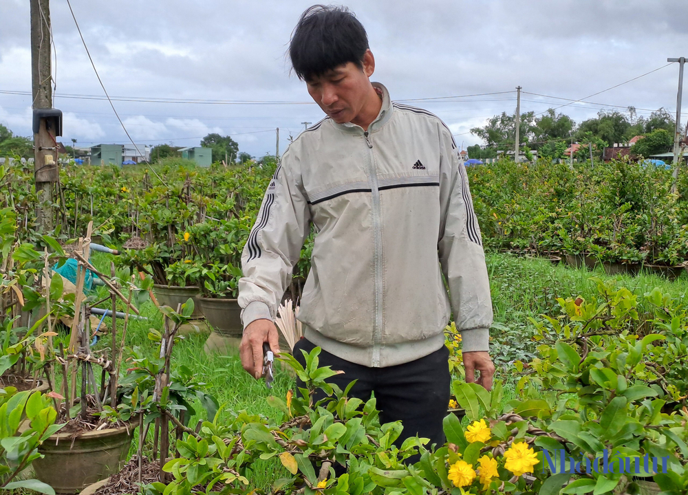 Mai 'cười', nông dân 'thủ phủ' mai vàng miền Trung khóc - Ảnh 2.