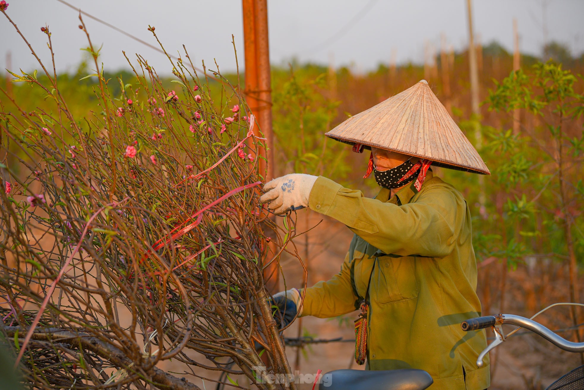 Đào nở sớm, bắt đầu xuống phố đón Tết Dương lịch - Ảnh 5.