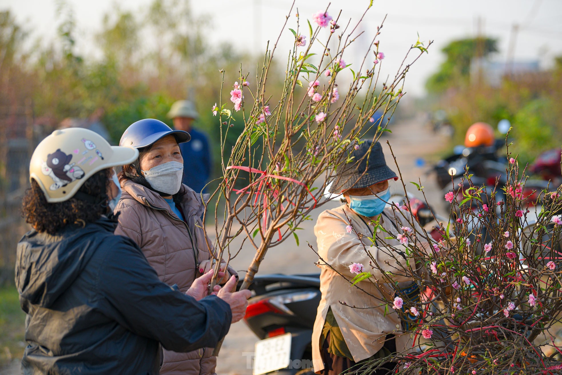 Đào nở sớm, bắt đầu xuống phố đón Tết Dương lịch - Ảnh 7.