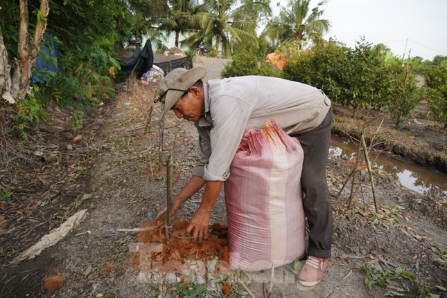 Làng hoa kiểng TPHCM tất bật chuẩn bị vụ Tết - Ảnh 8.