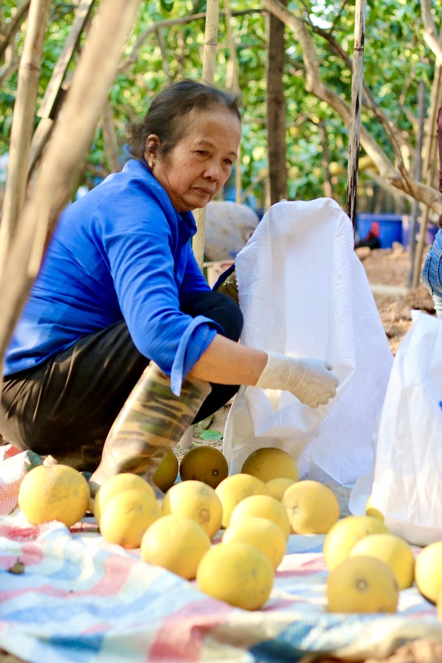 Hà Nội: Thủ phủ bưởi Diễn bội thu vụ Tết - Ảnh 1.