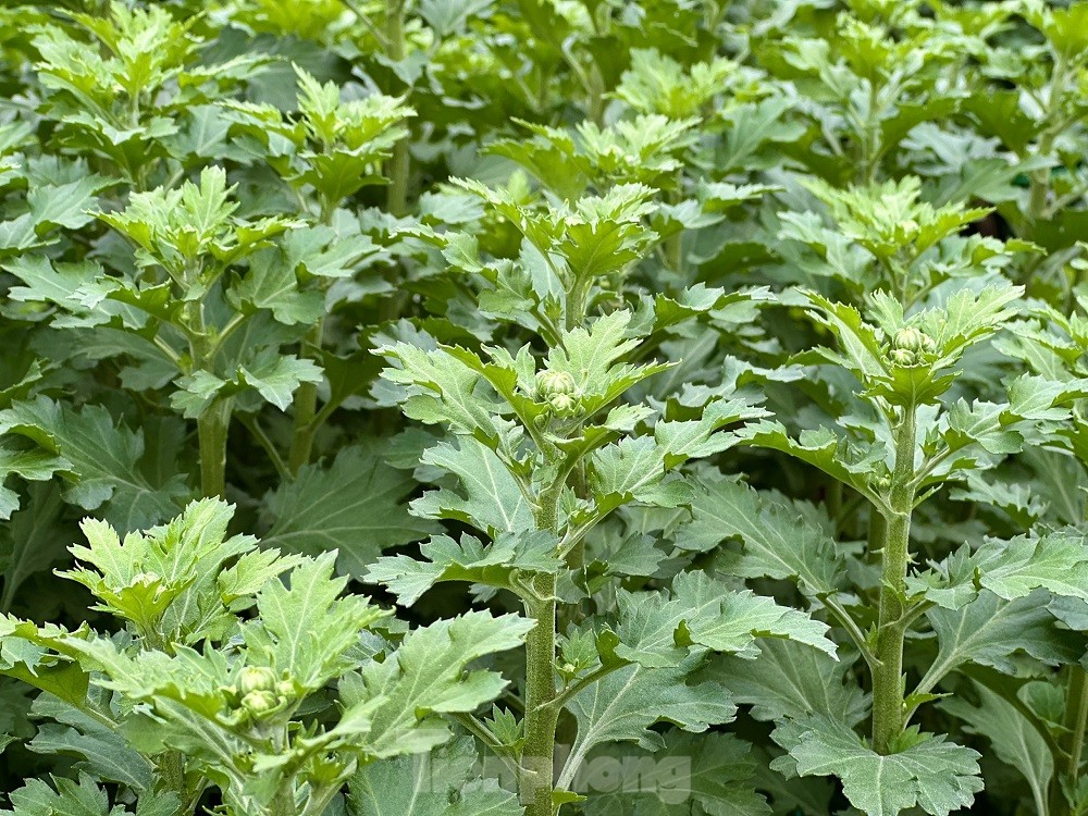 H&agrave;ng trăm ngh&igrave;n chậu hoa c&uacute;c Tết ở Quảng Ng&atilde;i chưa nở đ&atilde; được mua sạch tại vườn - Ảnh 4.