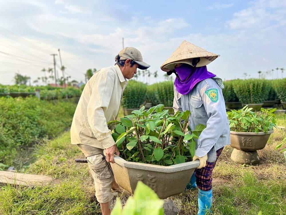 H&agrave;ng trăm ngh&igrave;n chậu hoa c&uacute;c Tết ở Quảng Ng&atilde;i chưa nở đ&atilde; được mua sạch tại vườn - Ảnh 11.