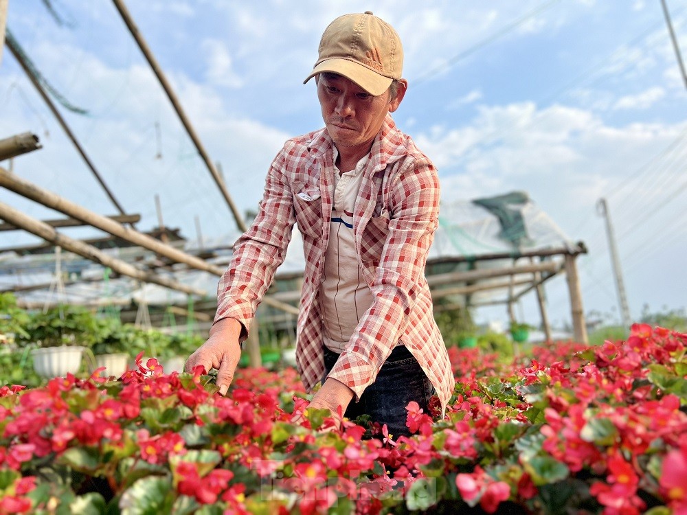 Hàng trăm nghìn chậu hoa cúc Tết ở Quảng Ngãi chưa nở đã được mua sạch tại vườn - Ảnh 17.