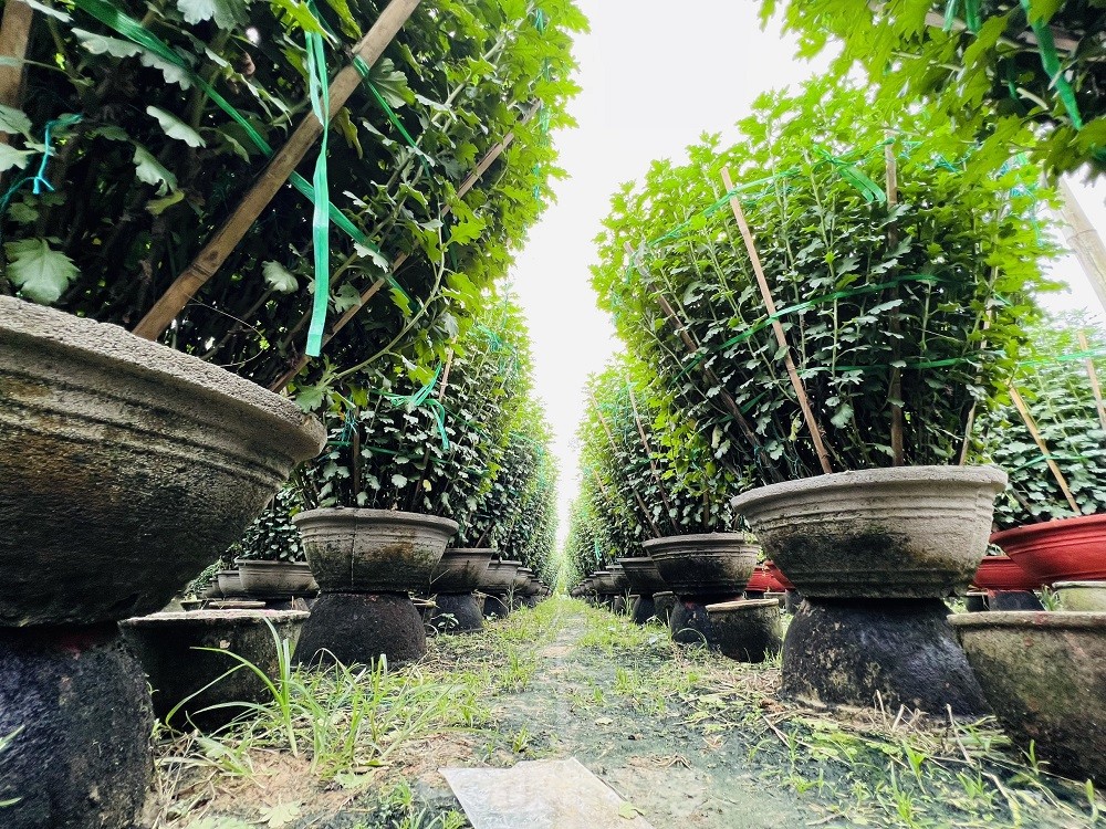 H&agrave;ng trăm ngh&igrave;n chậu hoa c&uacute;c Tết ở Quảng Ng&atilde;i chưa nở đ&atilde; được mua sạch tại vườn - Ảnh 14.