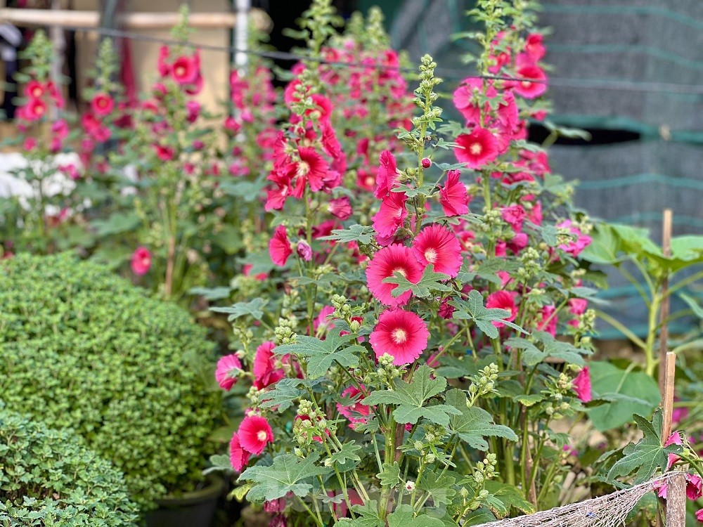 H&agrave;ng trăm ngh&igrave;n chậu hoa c&uacute;c Tết ở Quảng Ng&atilde;i chưa nở đ&atilde; được mua sạch tại vườn - Ảnh 16.