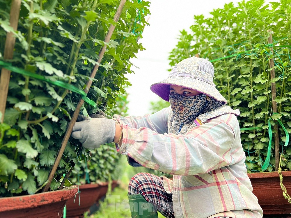 H&agrave;ng trăm ngh&igrave;n chậu hoa c&uacute;c Tết ở Quảng Ng&atilde;i chưa nở đ&atilde; được mua sạch tại vườn - Ảnh 13.