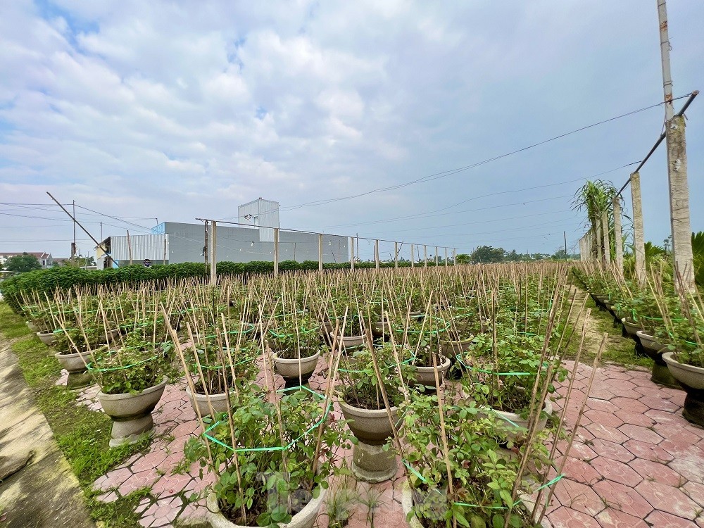 Hàng trăm nghìn chậu hoa cúc Tết ở Quảng Ngãi chưa nở đã được mua sạch tại vườn - Ảnh 15.