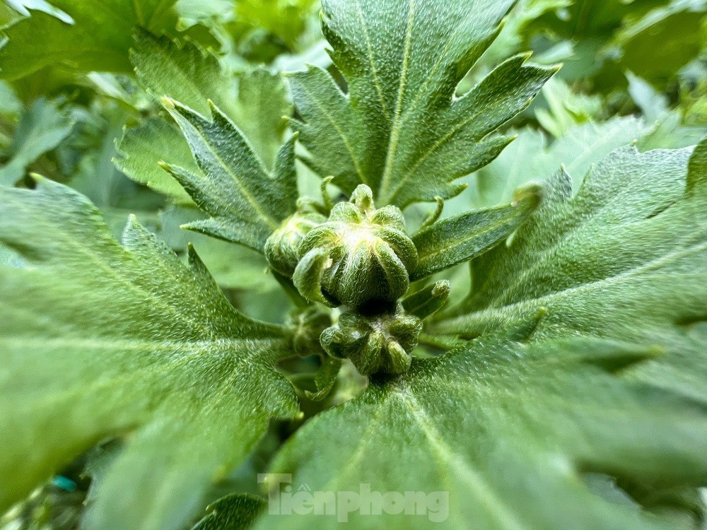 H&agrave;ng trăm ngh&igrave;n chậu hoa c&uacute;c Tết ở Quảng Ng&atilde;i chưa nở đ&atilde; được mua sạch tại vườn - Ảnh 6.