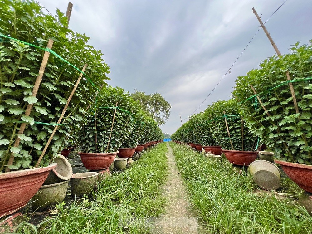H&agrave;ng trăm ngh&igrave;n chậu hoa c&uacute;c Tết ở Quảng Ng&atilde;i chưa nở đ&atilde; được mua sạch tại vườn - Ảnh 1.