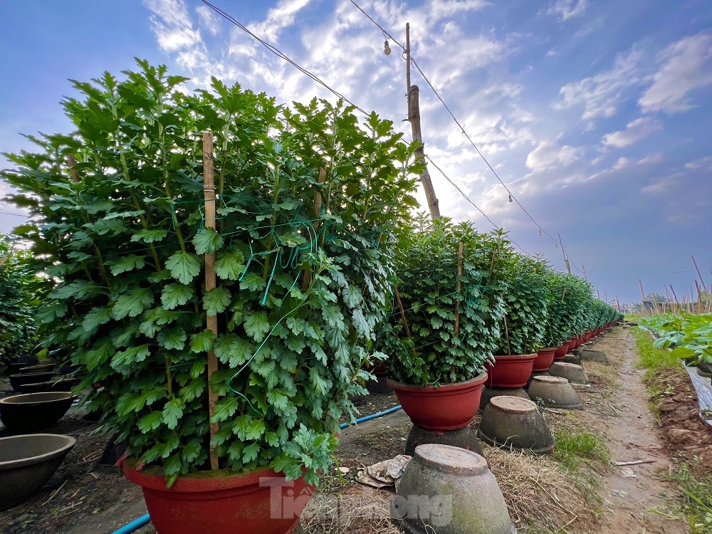 H&agrave;ng trăm ngh&igrave;n chậu hoa c&uacute;c Tết ở Quảng Ng&atilde;i chưa nở đ&atilde; được mua sạch tại vườn - Ảnh 5.