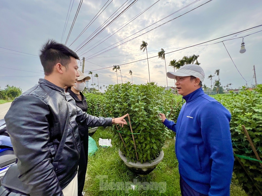 H&agrave;ng trăm ngh&igrave;n chậu hoa c&uacute;c Tết ở Quảng Ng&atilde;i chưa nở đ&atilde; được mua sạch tại vườn - Ảnh 10.