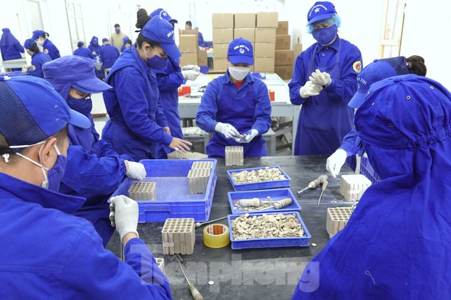 Khám phá quy trình sản xuất 3 triệu giàn pháo hoa cung ứng thị trường Tết 2023 - Ảnh 12. Khám phá quy trình sản xuất 3 triệu giàn pháo hoa cung ứng thị trường Tết 2023 - Ảnh 12.