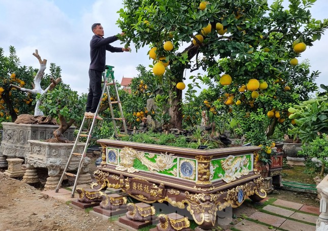 Ngắm cây bưởi trăm tuổi có chậu dát vàng ở Hưng Yên, khách trả nửa tỷ đồng chưa bán - Ảnh 6.