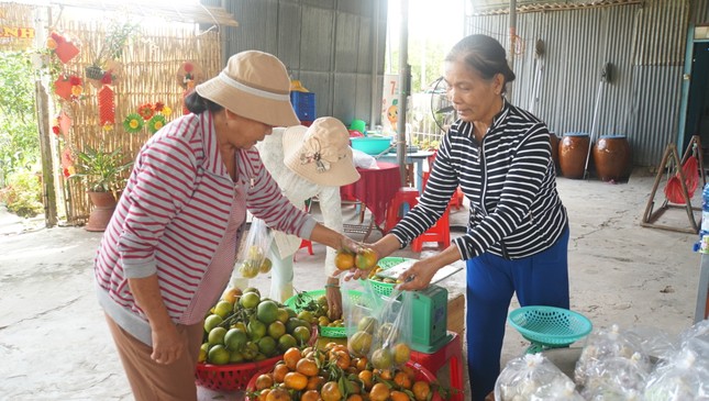 5.000 tấn quýt hồng khoe sắc vàng rực phục vụ Tết - Ảnh 14.