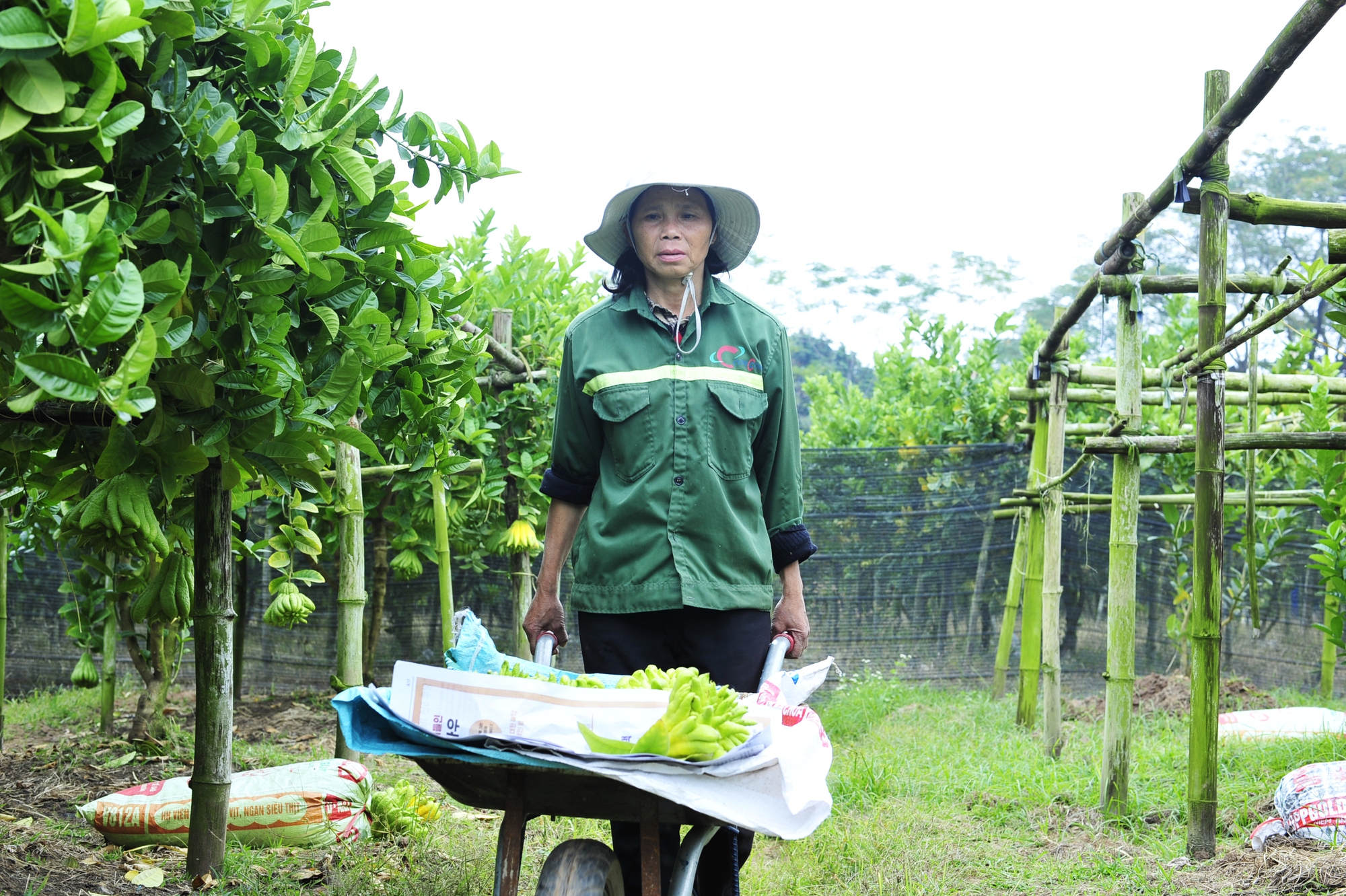 Gia đình bà Đinh Thị Vinh cũng đang vào vụ