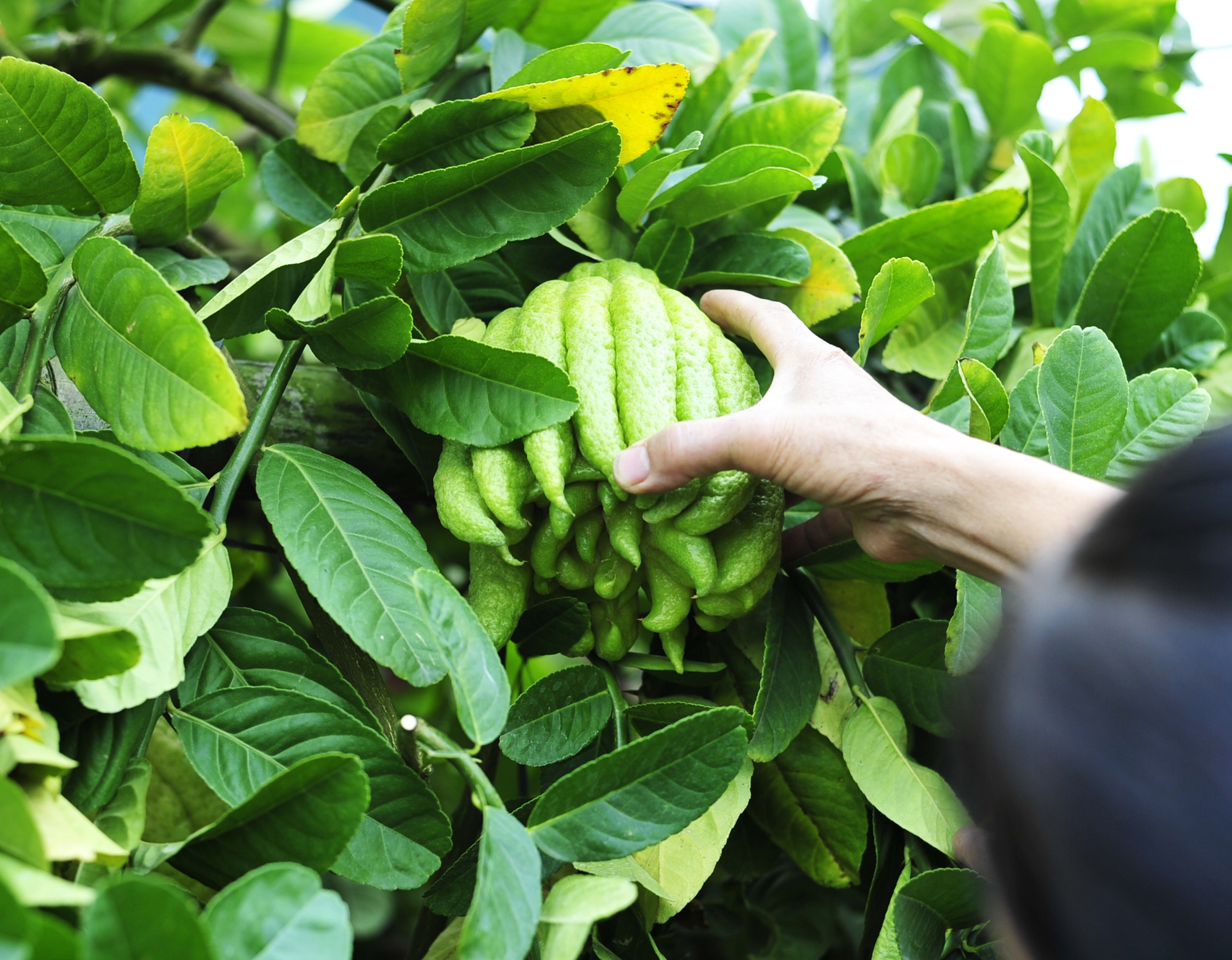 Trong văn hóa tín ngưỡng người Việt, Phật thủ với hình dáng như những ngón tay chụm lại giống bàn tay Phật, mang lại may mắn trong năm mới, tài lộc, ấm no, khỏe mạnh.