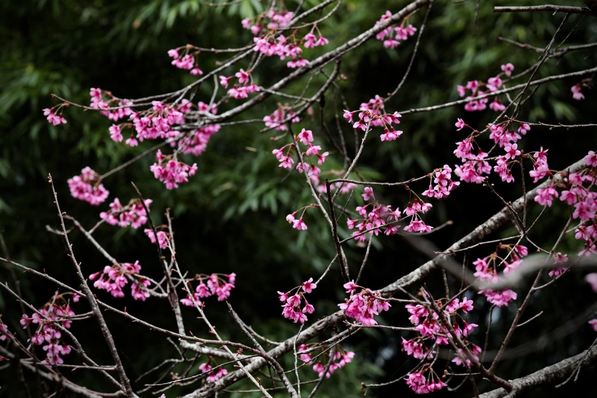 Chiêm ngưỡng sắc hoa tớ dày nhuộm hồng núi rừng Mù Cang Chải - Ảnh 5.
