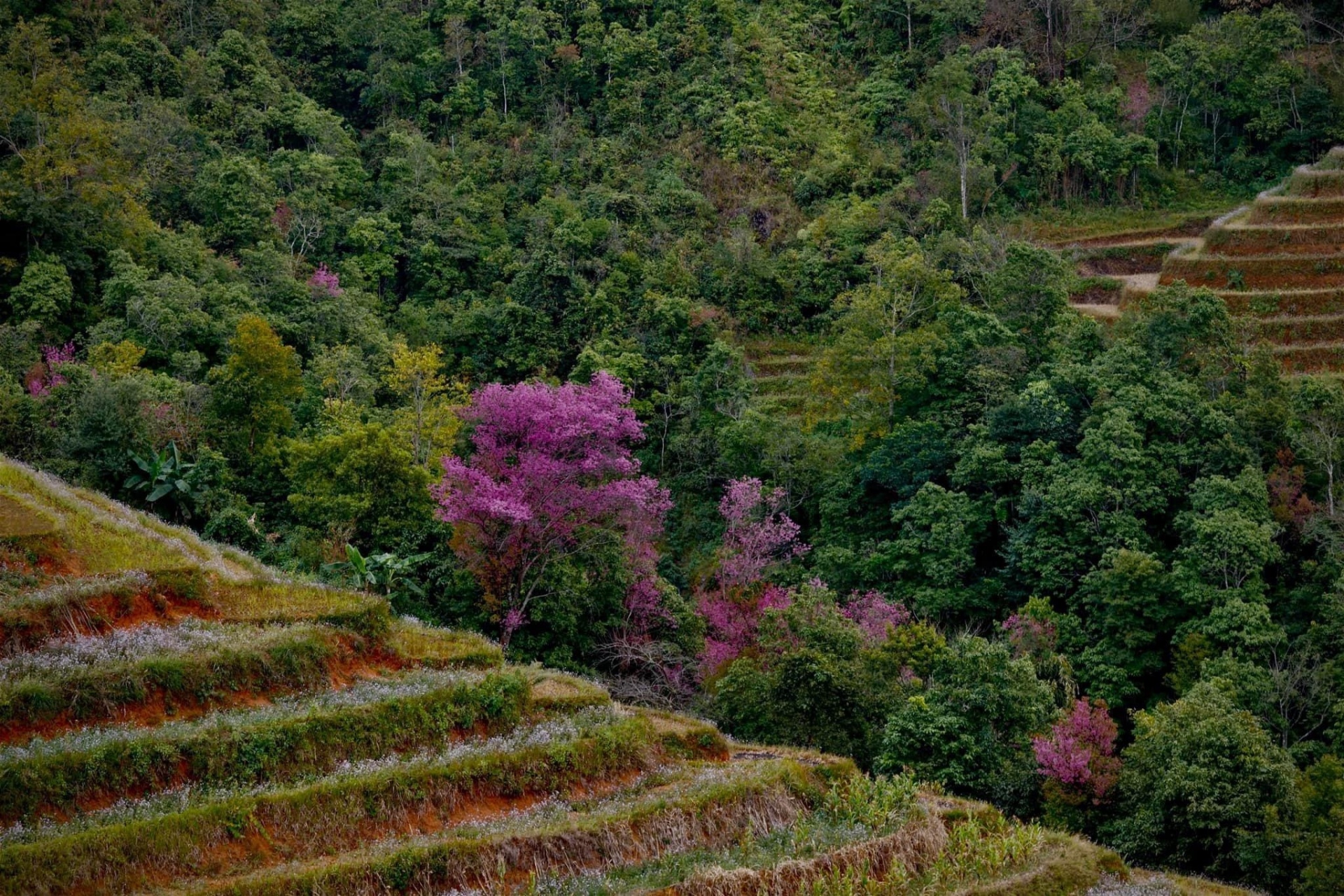 Chiêm ngưỡng sắc hoa tớ dày nhuộm hồng núi rừng Mù Cang Chải - Ảnh 9.