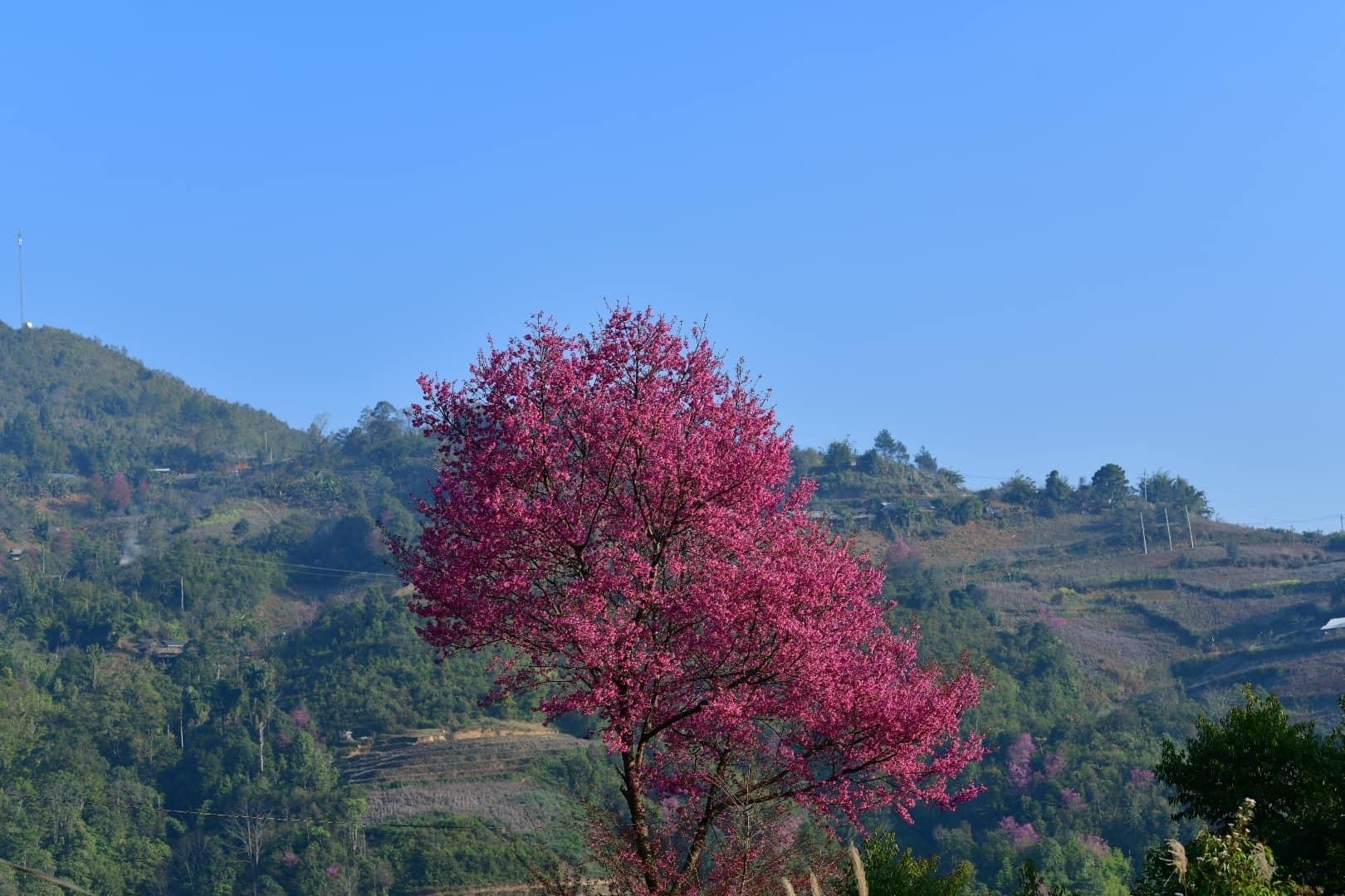 Chiêm ngưỡng sắc hoa tớ dày nhuộm hồng núi rừng Mù Cang Chải - Ảnh 7.