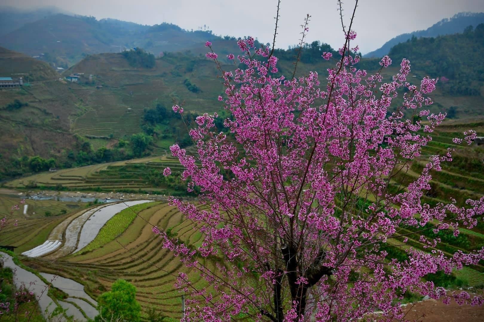 Chiêm ngưỡng sắc hoa tớ dày nhuộm hồng núi rừng Mù Cang Chải - Ảnh 12.