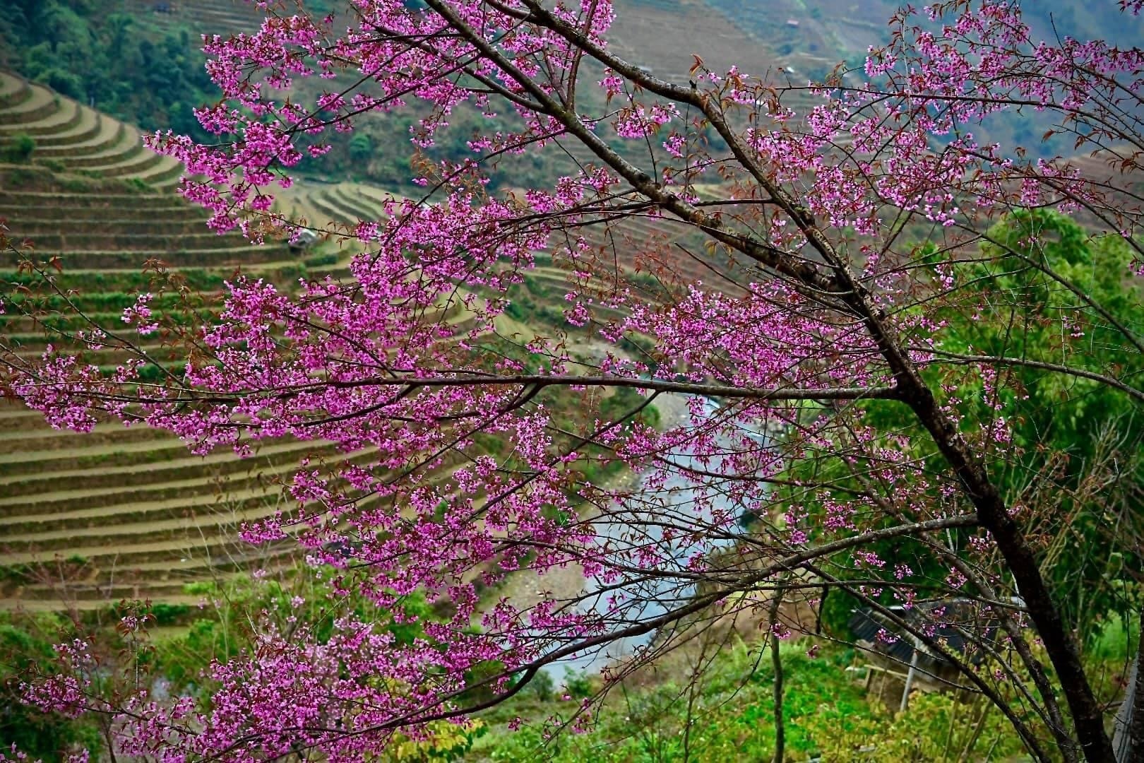 Chiêm ngưỡng sắc hoa tớ dày nhuộm hồng núi rừng Mù Cang Chải - Ảnh 2.