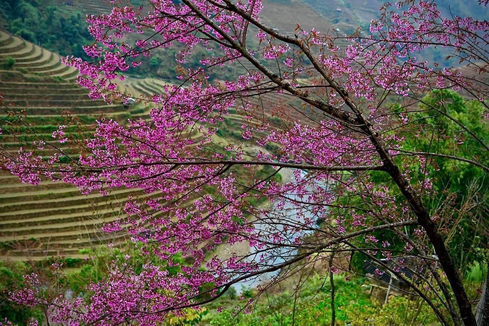 Chiêm ngưỡng sắc hoa tớ dày nhuộm hồng núi rừng Mù Cang Chải - Ảnh 2. Chiêm ngưỡng sắc hoa tớ dày nhuộm hồng núi rừng Mù Cang Chải - Ảnh 2.