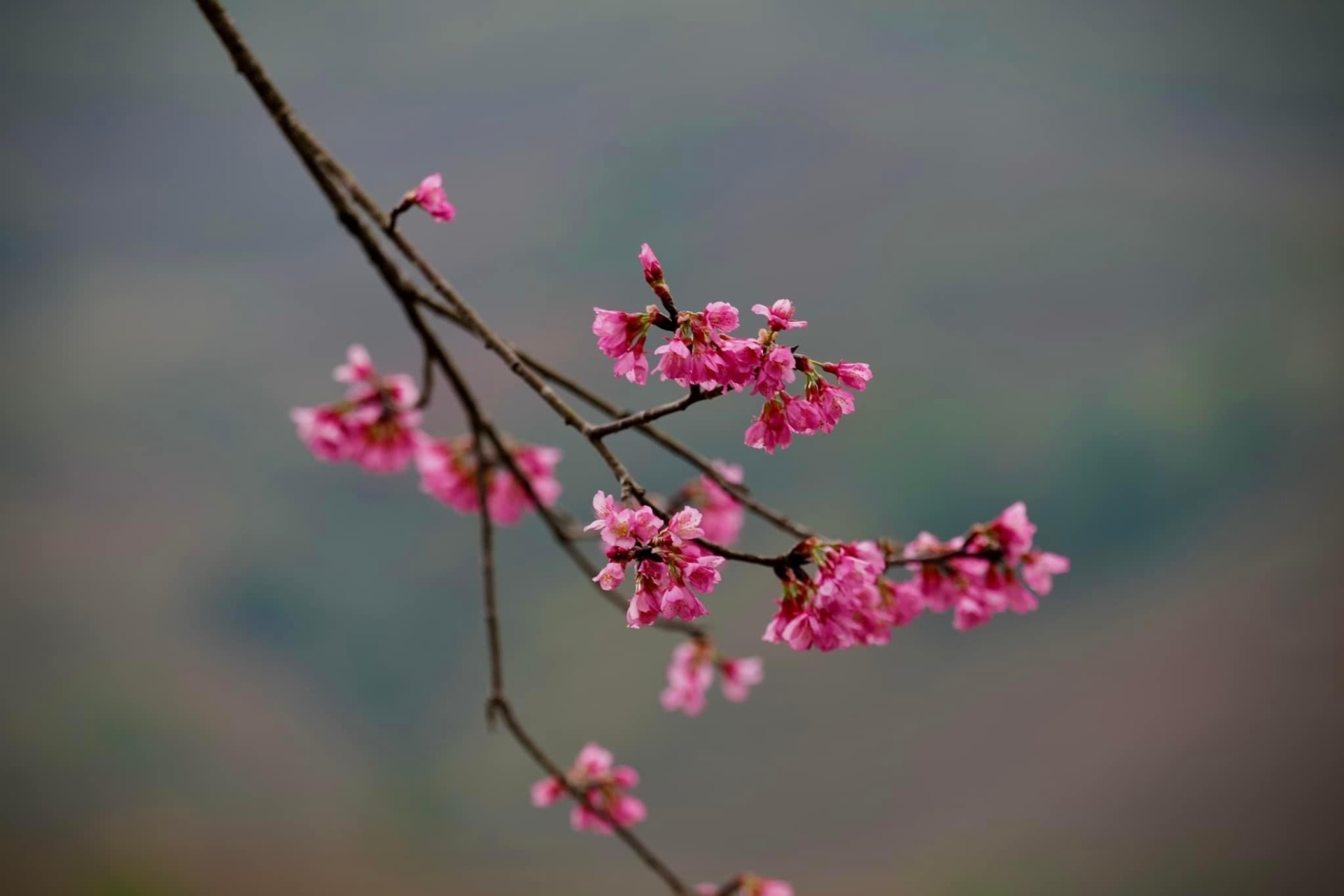 Chiêm ngưỡng sắc hoa tớ dày nhuộm hồng núi rừng Mù Cang Chải - Ảnh 4.