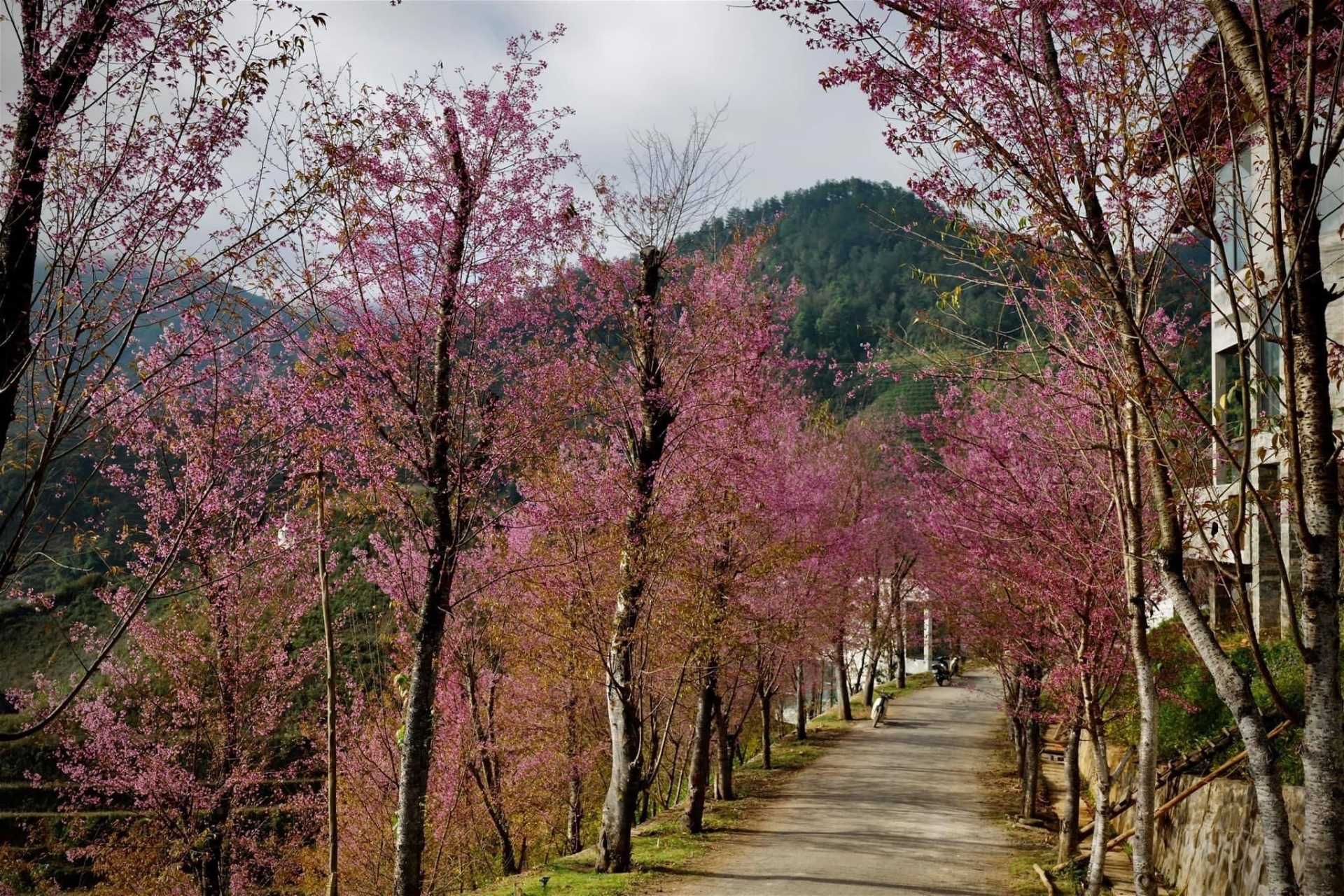 Chiêm ngưỡng sắc hoa tớ dày nhuộm hồng núi rừng Mù Cang Chải - Ảnh 6.