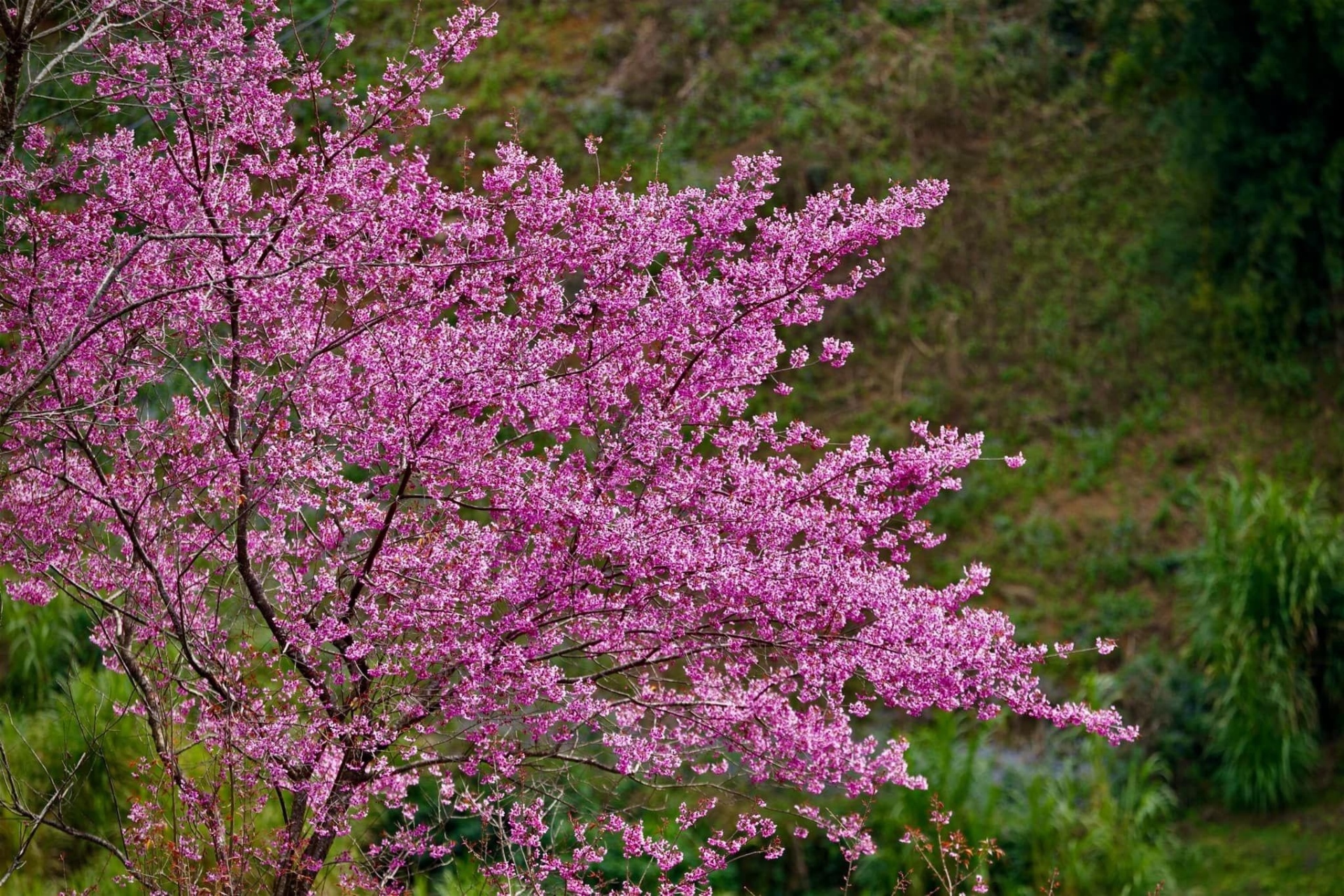 Chiêm ngưỡng sắc hoa tớ dày nhuộm hồng núi rừng Mù Cang Chải - Ảnh 8.