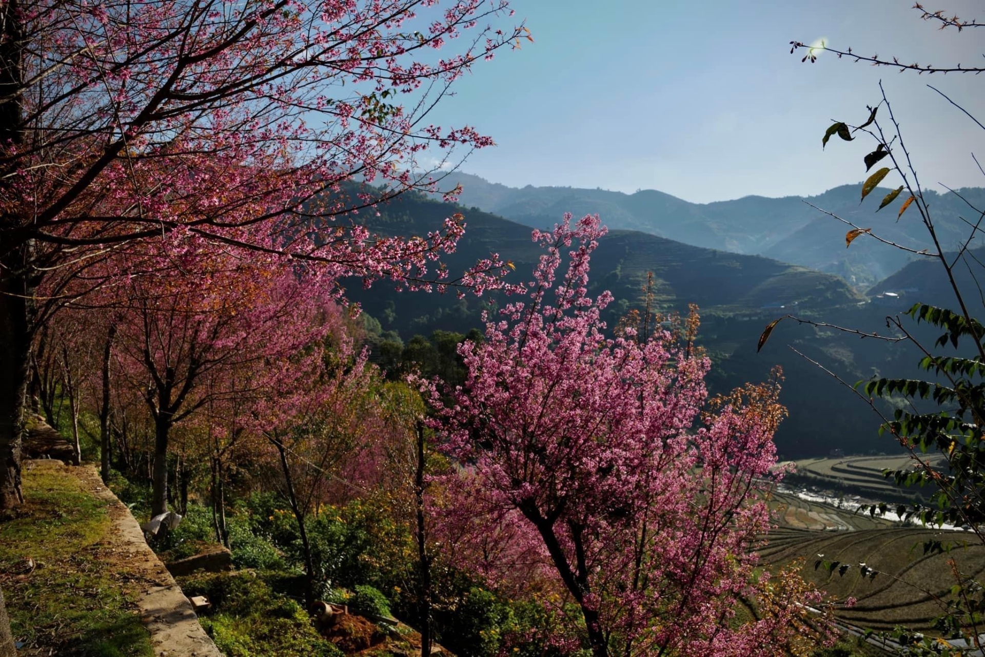 Chiêm ngưỡng sắc hoa tớ dày nhuộm hồng núi rừng Mù Cang Chải - Ảnh 3.
