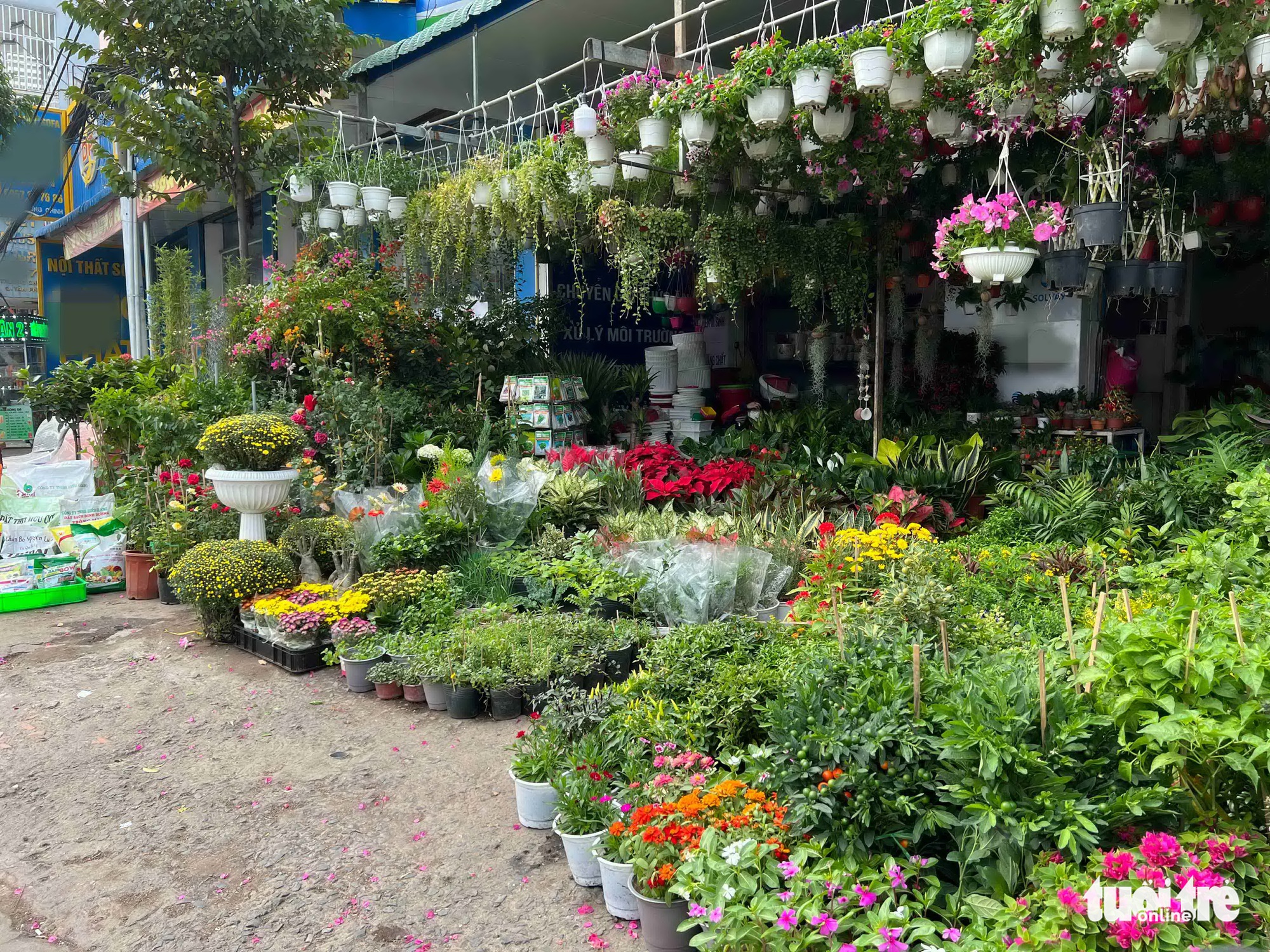 TP.HCM: Hoa kiểng Tết rục rịch, khách chưng từ Tết Tây tới Tết Quý Mão - Ảnh 4. TP.HCM: Hoa kiểng Tết rục rịch, khách chưng từ Tết Tây tới Tết Quý Mão - Ảnh 4.