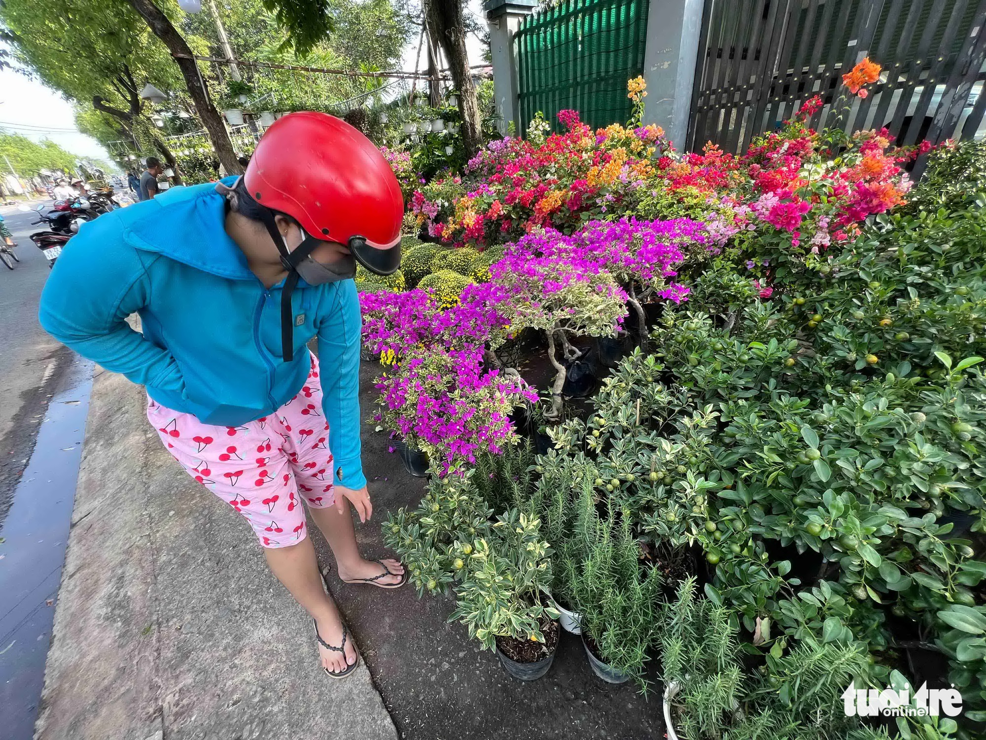 TP.HCM: Hoa kiểng Tết rục rịch, khách chưng từ Tết Tây tới Tết Quý Mão - Ảnh 7. TP.HCM: Hoa kiểng Tết rục rịch, khách chưng từ Tết Tây tới Tết Quý Mão - Ảnh 7.