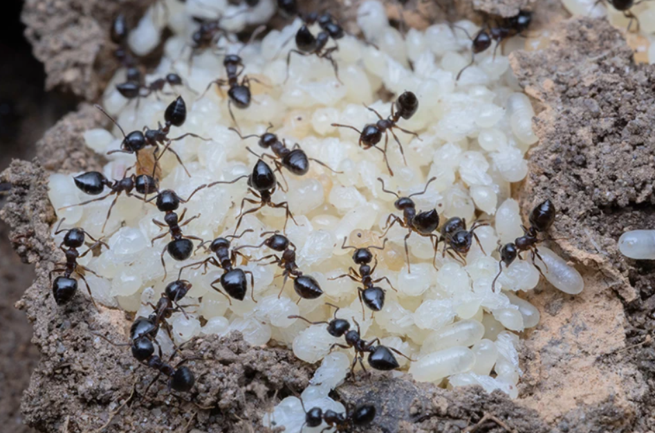 Hóa ra loài kiến cũng có thể sản xuất “sữa” - Ảnh 1.