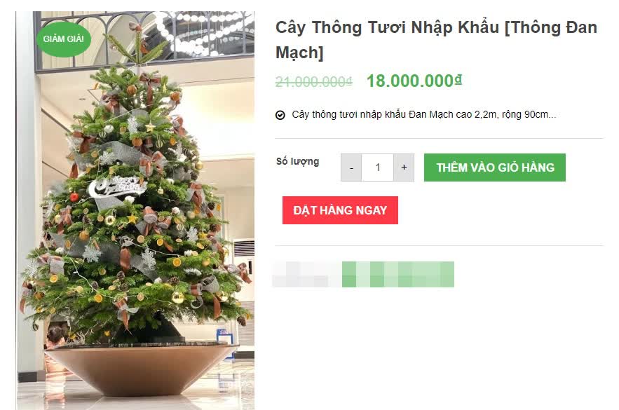Hà Nội: Thị trường cây thông Noel nhộn nhịp, mức giá từ 10 - 20 triệu hút khách mua - Ảnh 4.