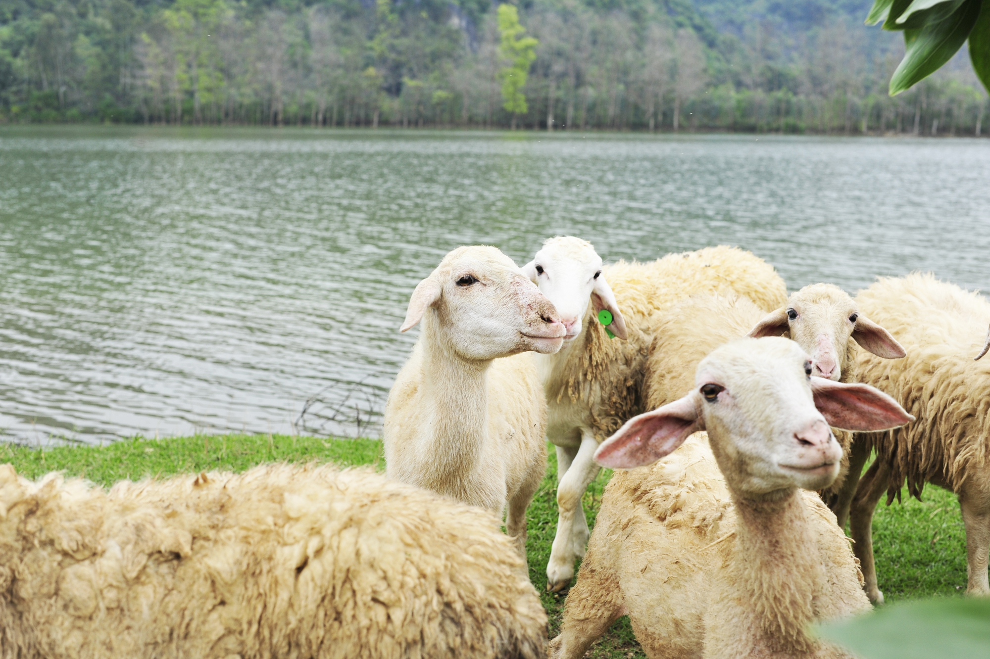 Đồng cừu Gia Hưng Ninh Bình với không gian rộng lớn và phong cảnh trữ tình